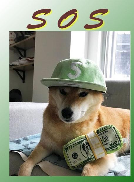 Rodel shibas best sale